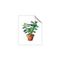 Picture of Aloe Plant _GroupedProduct_Rectangle_Portrait_Unframed_Print_Only_