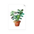 Picture of Aloe Plant _GroupedProduct_Rectangle_Portrait_Unframed_Print_Only_