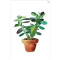 Picture of Aloe Plant _GroupedProduct_Rectangle_Portrait_Unframed_Print_Only_