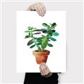 Picture of Aloe Plant _GroupedProduct_Rectangle_Portrait_Canvas_