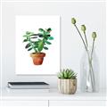 Picture of Aloe Plant _GroupedProduct_Rectangle_Portrait_Canvas_