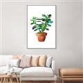 Picture of Aloe Plant _GroupedProduct_Rectangle_Portrait_Canvas_Framed_