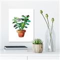 Picture of Aloe Plant _GroupedProduct_Rectangle_Portrait_Unframed_Print_Only_