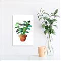 Picture of Aloe Plant _GroupedProduct_Rectangle_Portrait_Unframed_Print_Only_