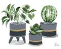 Picture of Plants in Grey vases _GroupedProduct_Rectangle_Landscape_Unframed_Print_Only_