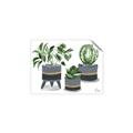 Picture of Plants in Grey vases _GroupedProduct_Rectangle_Landscape_Unframed_Print_Only_