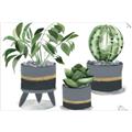 Picture of Plants in Grey vases _GroupedProduct_Rectangle_Landscape_Unframed_Print_Only_