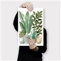 Picture of Plant Party II  _GroupedProduct_Rectangle_Portrait_Canvas_
