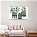 Picture of Plants in Grey vases _GroupedProduct_Rectangle_Landscape_Canvas_Framed_