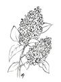 Picture of Panicle Hydrangea Drawing _GroupedProduct_Rectangle_Portrait_Unframed_Print_Only_