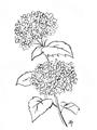Picture of French Hydrangea Drawing _GroupedProduct_Rectangle_Portrait_Unframed_Print_Only_
