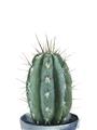 Picture of Cactus     _GroupedProduct_Rectangle_Portrait_Unframed_Print_Only_