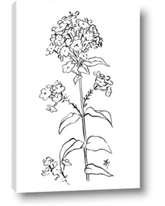 Picture of Single Hydrangea Drawing