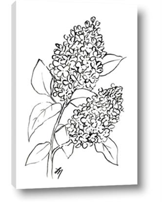 Picture of Panicle Hydrangea Drawing