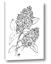 Picture of Panicle Hydrangea Drawing