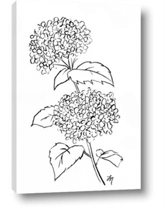 Picture of French Hydrangea Drawing