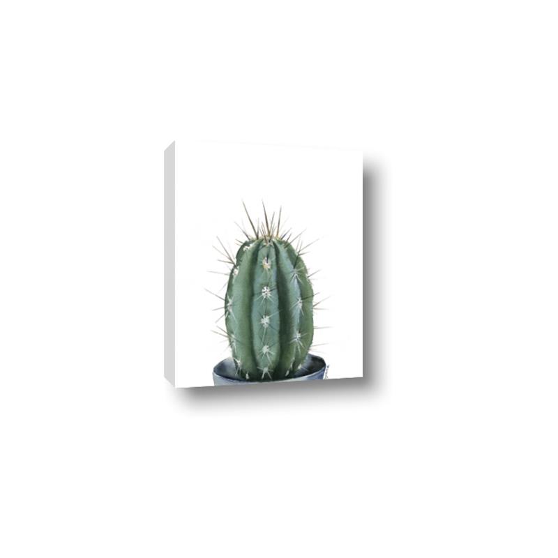 Picture of Cactus     _GroupedProduct_Rectangle_Portrait_Canvas_