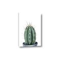Picture of Cactus     _GroupedProduct_Rectangle_Portrait_Canvas_