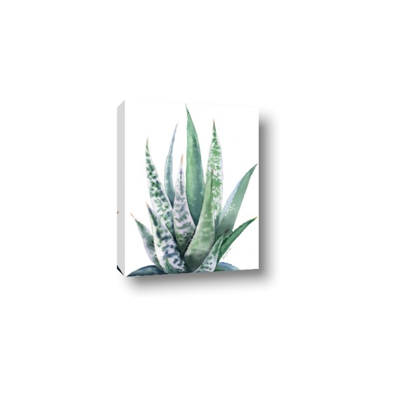 Picture of Zebra Succulent  _GroupedProduct_Rectangle_Portrait_Canvas_
