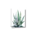 Picture of Zebra Succulent  _GroupedProduct_Rectangle_Portrait_Canvas_