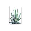 Picture of Zebra Succulent  _GroupedProduct_Rectangle_Portrait_Canvas_