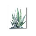 Picture of Zebra Succulent  _GroupedProduct_Rectangle_Portrait_Canvas_