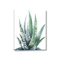 Picture of Zebra Succulent  _GroupedProduct_Rectangle_Portrait_Canvas_