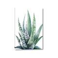 Picture of Zebra Succulent  _GroupedProduct_Rectangle_Portrait_Canvas_