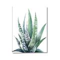 Picture of Zebra Succulent  _GroupedProduct_Rectangle_Portrait_Canvas_