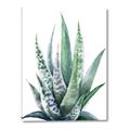 Picture of Zebra Succulent  _GroupedProduct_Rectangle_Portrait_Canvas_