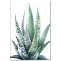Picture of Zebra Succulent  _GroupedProduct_Rectangle_Portrait_Canvas_
