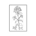 Picture of Single Hydrangea Drawing _GroupedProduct_Rectangle_Portrait_Canvas_Framed_