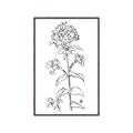Picture of Single Hydrangea Drawing _GroupedProduct_Rectangle_Portrait_Canvas_Framed_