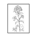 Picture of Single Hydrangea Drawing _GroupedProduct_Rectangle_Portrait_Canvas_Framed_