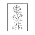 Picture of Single Hydrangea Drawing _GroupedProduct_Rectangle_Portrait_Canvas_Framed_