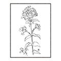 Picture of Single Hydrangea Drawing _GroupedProduct_Rectangle_Portrait_Canvas_Framed_