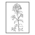 Picture of Single Hydrangea Drawing _GroupedProduct_Rectangle_Portrait_Canvas_Framed_