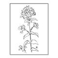 Picture of Single Hydrangea Drawing _GroupedProduct_Rectangle_Portrait_Canvas_Framed_
