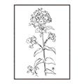 Picture of Single Hydrangea Drawing _GroupedProduct_Rectangle_Portrait_Canvas_Framed_