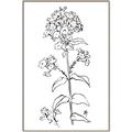 Picture of Single Hydrangea Drawing _GroupedProduct_Rectangle_Portrait_Canvas_Framed_