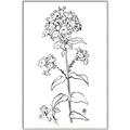 Picture of Single Hydrangea Drawing _GroupedProduct_Rectangle_Portrait_Canvas_Framed_