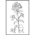 Picture of Single Hydrangea Drawing _GroupedProduct_Rectangle_Portrait_Canvas_Framed_