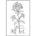 Picture of Single Hydrangea Drawing _GroupedProduct_Rectangle_Portrait_Canvas_Framed_