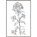 Picture of Single Hydrangea Drawing _GroupedProduct_Rectangle_Portrait_Canvas_Framed_
