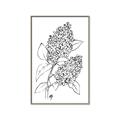 Picture of Panicle Hydrangea Drawing _GroupedProduct_Rectangle_Portrait_Canvas_Framed_