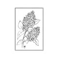 Picture of Panicle Hydrangea Drawing _GroupedProduct_Rectangle_Portrait_Canvas_Framed_