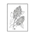 Picture of Panicle Hydrangea Drawing _GroupedProduct_Rectangle_Portrait_Canvas_Framed_