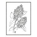 Picture of Panicle Hydrangea Drawing _GroupedProduct_Rectangle_Portrait_Canvas_Framed_