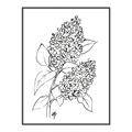 Picture of Panicle Hydrangea Drawing _GroupedProduct_Rectangle_Portrait_Canvas_Framed_