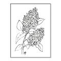 Picture of Panicle Hydrangea Drawing _GroupedProduct_Rectangle_Portrait_Canvas_Framed_